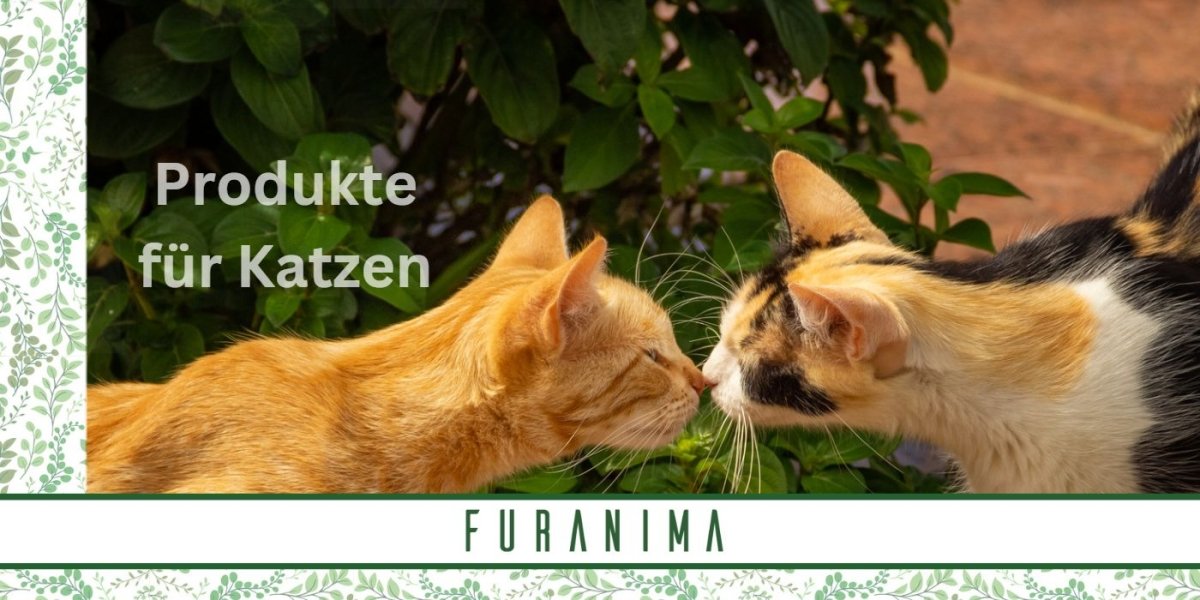 Alles für Ihre Katze - Furanima