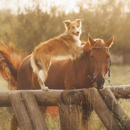 Bierhefe-Pulver 500g für Hunde, Pferde und Katzen